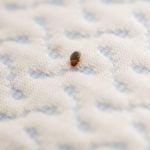 Bed Bugs – Tips for Treating Bed Bugs on Mattress and Topper