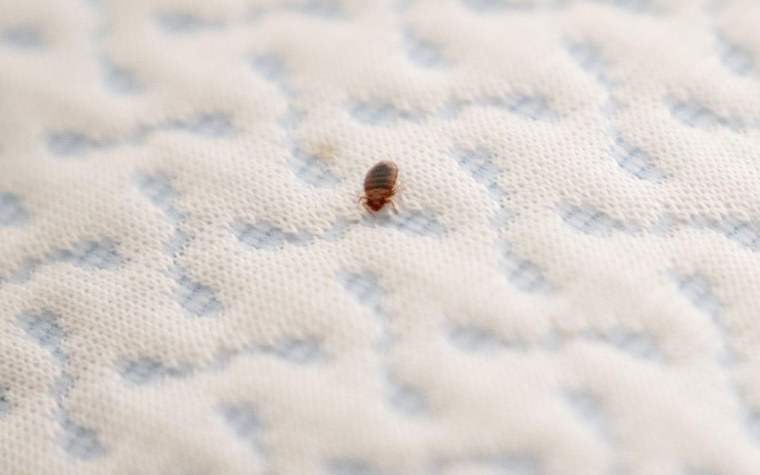 Treating Bed Bugs